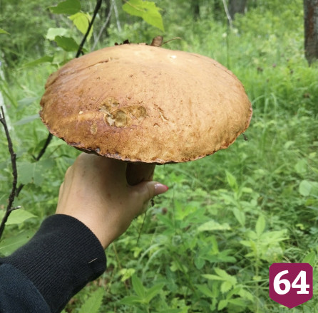 Саратовцы собирают грибы-гиганты на Кумысной поляне 